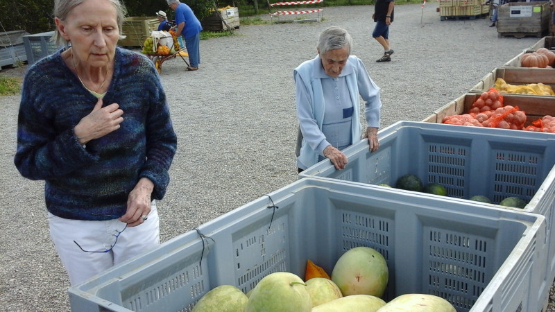 Cueillons des pommes!