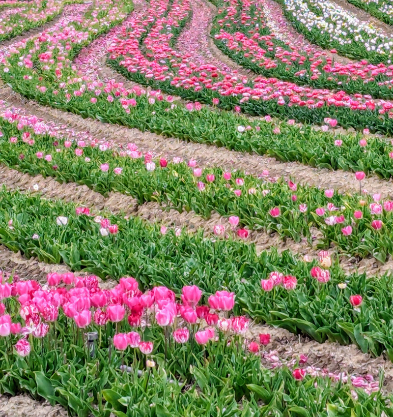 Les champs de tulipes de La Brillane
